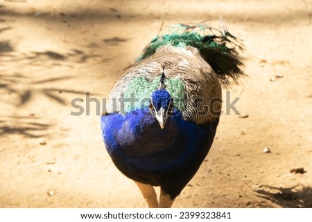 The majestic bird proudly unfurls its iridescent plumage, showcasing a mesmerizing palette of royal blues, greens, and brilliant hues that shimmer in the ambient light