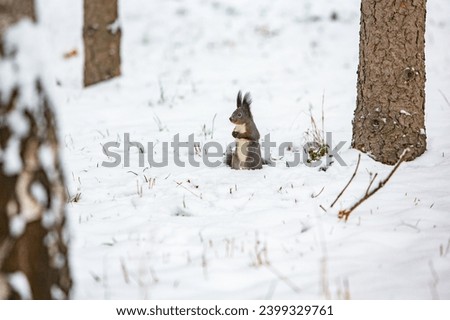 wildlife photo with a beautiful squirrel sitting on the snow in winter.