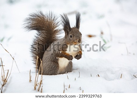 wildlife photo with a beautiful squirrel sitting on the snow in winter.