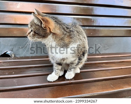 Macro photo animal little cat kitty. Stock photo cute cat
