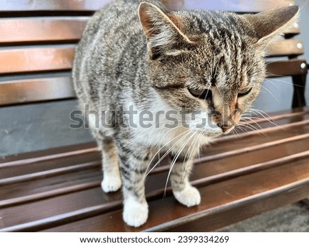 Macro photo animal little cat kitty. Stock photo cute cat