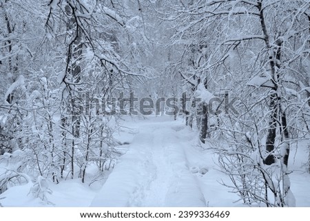 Winter Wonderland in The Nature, Snow Covered Landscape, A Way in a Snowy Scenery, A Walk Through a Wintry Forest, View Into a White Winter Wonderland, 