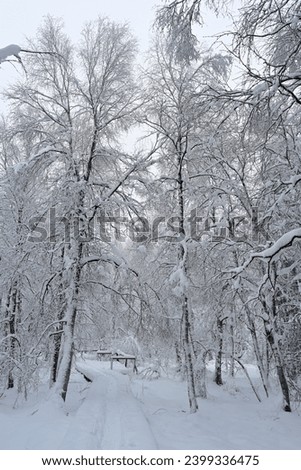 Winter Wonderland in The Nature, Snow Covered Landscape, A Way in a Snowy Scenery, A Walk Through a Wintry Forest, View Into a White Winter Wonderland, 