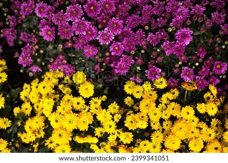 Beautiful chrysanthemum bushes yellow, Magenta colors. Wallpaper. Pink and yellow flower garden background.