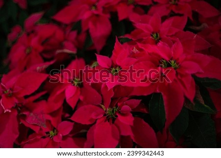 Euphorbia pulcherrima in the garden. Red poinsettia, traditional colorful holiday pot plants. Group of red poinsettia plants. Royalty-Free Stock Photo #2399342443