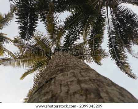 Picture from Under Palm Trees with smoothy blue sky in the afternoon facing in midrib their trees