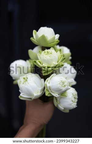 close up, many of white lotus bud in hand. Folding white lotus petal on wooden table, Thai traditional style.