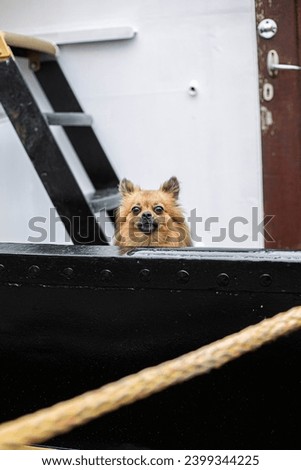 A lonely dog looks into the frame. A puppy on a ship looks into the lens.