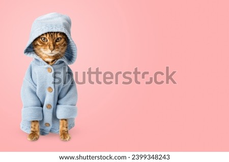 Funny cat in clothes against a pink wall. Copy space.