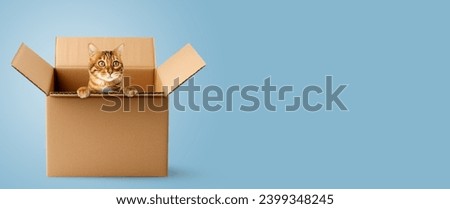 Cute Bengal cat sitting in a cardboard box. A cat looks out of a box on a blue background. Copy space.