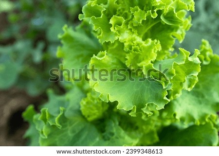 Salad plant grow, close-up. Green lettuce bush for publication, poster, screensaver, wallpaper, postcard, banner, cover, website. High quality photography