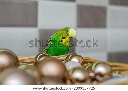 Adorable green budgie sitting on a basket with Christmas toys