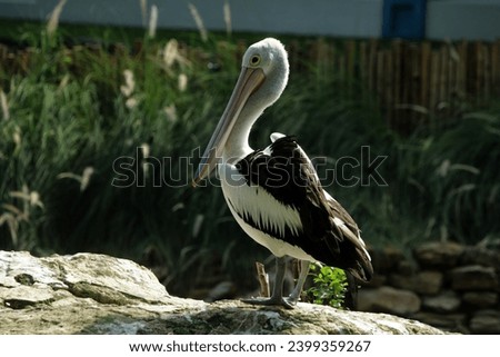 Pelecanus conspicillatus or the Australian pelican. It has a distinctive appearance, a long and straight beak, a large throat pouch, and predominantly white feathers. Royalty-Free Stock Photo #2399359267