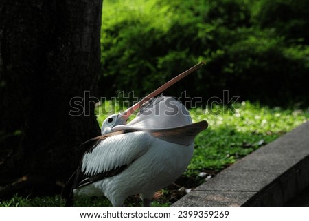 Pelecanus conspicillatus or the Australian pelican. It has a distinctive appearance, a long and straight beak, a large throat pouch, and predominantly white feathers. Royalty-Free Stock Photo #2399359269