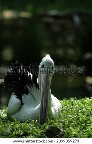 Pelecanus conspicillatus or the Australian pelican. It has a distinctive appearance, a long and straight beak, a large throat pouch, and predominantly white feathers. Royalty-Free Stock Photo #2399359271