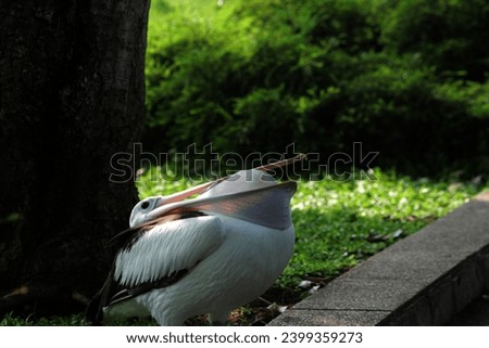 Pelecanus conspicillatus or the Australian pelican. It has a distinctive appearance, a long and straight beak, a large throat pouch, and predominantly white feathers. Royalty-Free Stock Photo #2399359273