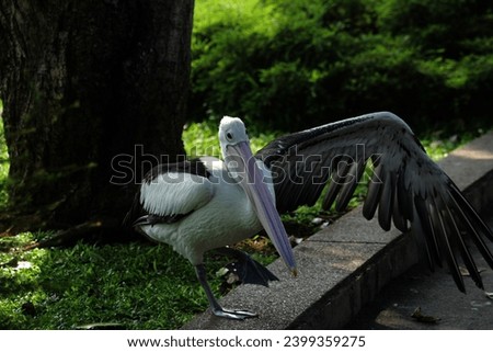 Pelecanus conspicillatus or the Australian pelican. It has a distinctive appearance, a long and straight beak, a large throat pouch, and predominantly white feathers. Royalty-Free Stock Photo #2399359275