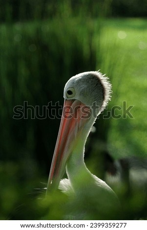 Pelecanus conspicillatus or the Australian pelican. It has a distinctive appearance, a long and straight beak, a large throat pouch, and predominantly white feathers. Royalty-Free Stock Photo #2399359277
