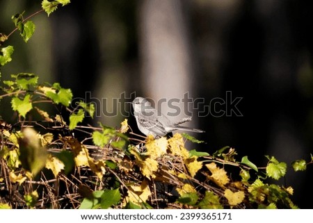 A Northern Mockingbird sitting on a bush in Inverness, Florida                             