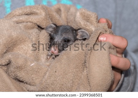 puppy brush tailed possum portrait while looking at you in Kangaroo Island