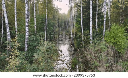 There are reeds growing in the bog, and the water rises in some places to form a dangerous bog. Birch trees and bushes grow in some places. Behind the bog is a mixed forest with yellowed leaves Royalty-Free Stock Photo #2399375753