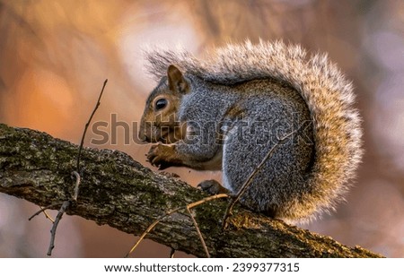 A squirrel is sitting on a branch. Squirrel on tree. Squirrel with nut. Squirrel in nature