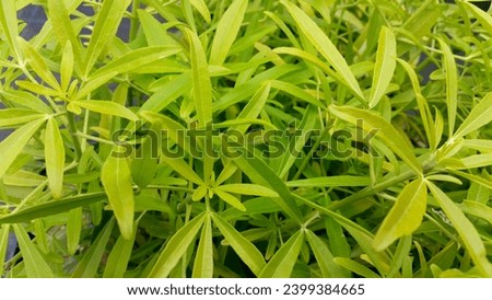 Close-up of yellow-green foliage of Mexican Orange Blossom Choisya x dewitteana 'Aztec Gold' Royalty-Free Stock Photo #2399384665