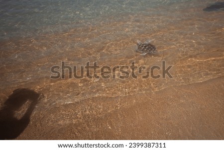 
The green turtle is freed and is entering the sea.