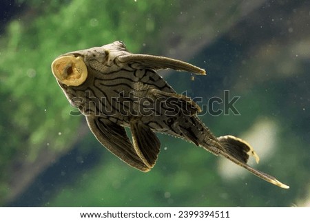 black lined sucker mouth catfish portrait Royalty-Free Stock Photo #2399394511