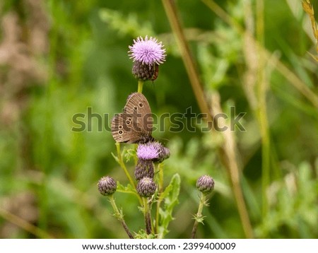 Ringlet Butterfly Feeding on Creeping Thistle Royalty-Free Stock Photo #2399400009