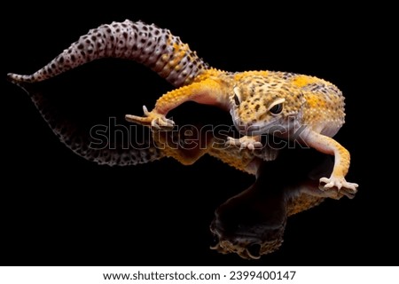 Eublepharis macularius wild type female closeup on isolated background, Leopard gecko "eublepharis macularius" on isolated background