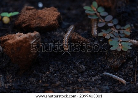Closeup view of small nonpoisonous centipede-like reptiles in flowerpot.  Royalty-Free Stock Photo #2399403301