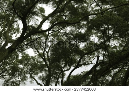 exterior photo view of a jungle tropical wild forest with trees and branches and leaves from under like a wallpaper background during speinf or summer during the fresh day light 