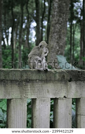 This monkey is waiting to be thrown nuts by visitors in Solear Sacred Forest