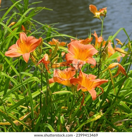 Orange day-lilies or fulvous daylilies (Hemerocallis fulva) in clusters on upright stems with basal tufted linear green foliage as ornamental plants at the edge of a pond