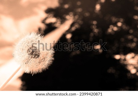 Background color of the year 2024 Peach Fuzz, flowers, copy space, dandelion flower