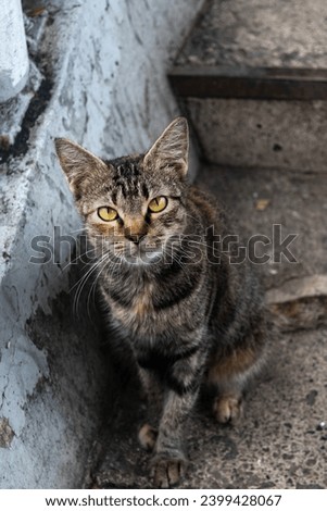 Close-up portrait picture of a yellow-eyed tabby cat with blurred concrete outdoor background. Close-up animal portrait picture