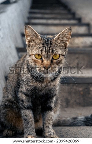 Close-up portrait picture of a yellow-eyed tabby cat with blurred concrete outdoor background. Close-up animal portrait picture