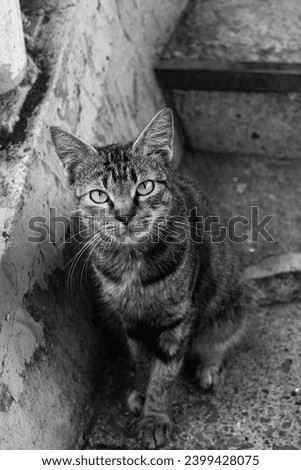 Black and white close-up portrait picture of a yellow-eyed tabby cat with blurred concrete outdoor background. Close-up animal portrait picture