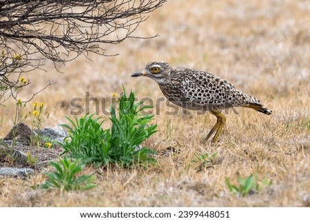 The spotted thick-knee (Burhinus capensis), also known as the spotted dikkop or Cape thick-knee, is a wader in the family Burhinidae. Royalty-Free Stock Photo #2399448051
