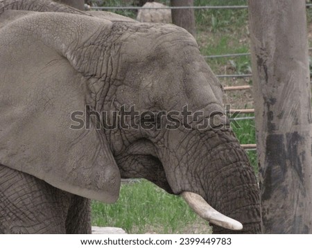 Gray Elephant Profile within Enclosure