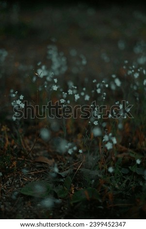 white little flowers of a garden