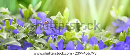 Spring wild meadow periwinkle flowers, green, purple colors, ladybug in sun light, macro panorama. Nature background panoramic. Delicate pastel toned image. Greeting vintage card template. 