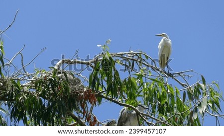 Tra Su Cajaput Forest in South Viet Nam : Little egret Egretta garzetta perched on a branch and Nesting Royalty-Free Stock Photo #2399457107
