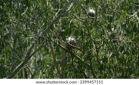 Tra Su Cajaput Forest in South Viet Nam : Little egret Egretta garzetta perched on a branch and Nesting