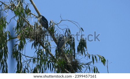 Tra Su Cajaput Forest in South Viet Nam : numerous black-capped night-herons Nycticorax nycticorax perched and nesting in a melaleuca tree