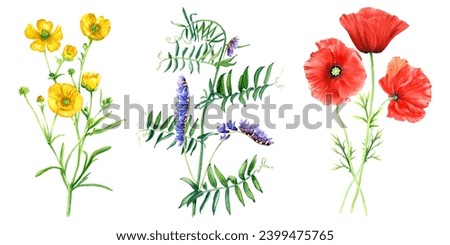A set of wild flowers and grasses such as yellow buttercup, vetch branch and red poppies. Hand drawn botanical watercolor illustration isolated on white background. For clip art cards label package