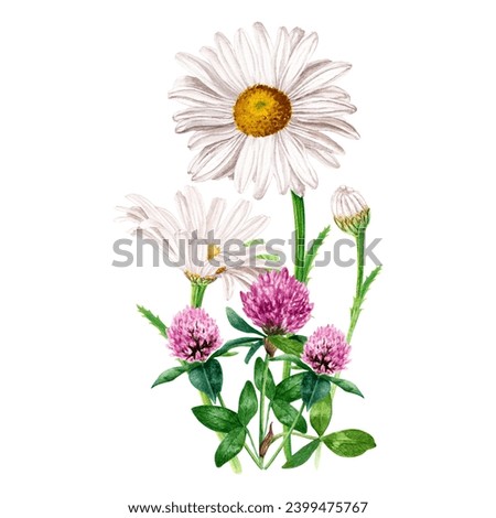 Composition, bouquet with white flower, herb daisy, chamomile and red clover. Hand drawn botanical watercolor illustration isolated on white background. For clip art cards label package invitation