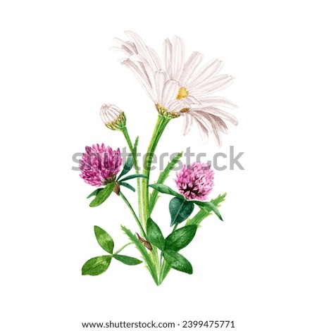 White flower, herb daisy, chamomile and red clover composition, bouquet. Hand drawn botanical watercolor illustration isolated on white background. For clip art cards label package invitation