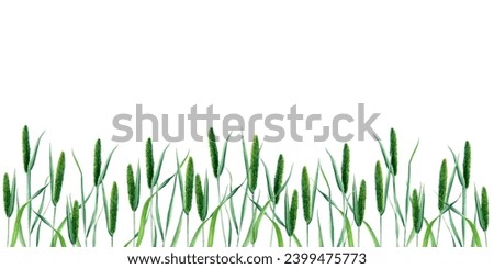 Banner, border with Timothy grass or cat tail grass. Hand drawn botanical watercolor illustration isolated on white background. For clip art cards label package